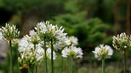 Agapanthus African Albus. White African Lily flower.