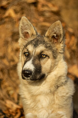 Obraz premium a young dog stares intently into the distance at a blurry background, twisted bokeh, golden, brown and silver colors