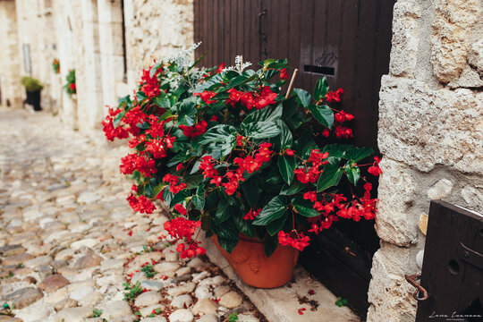 Red flowers flowerpot near door in old stone buildings in Perouges, France