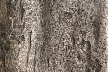 texture of the tree trunk