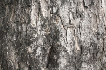 texture of the tree trunk
