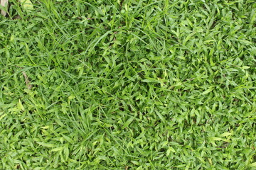 natural green grass texture