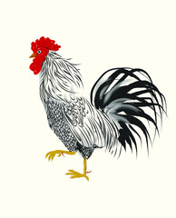Black and white Rooster vector illustration.