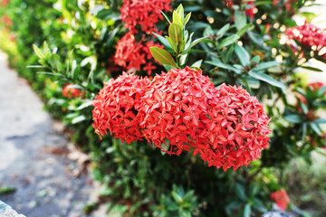 Red flowers in the garden