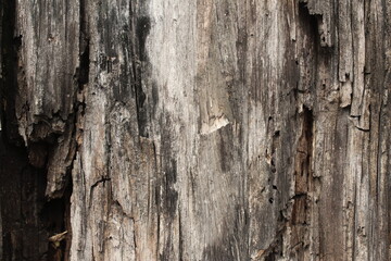 texture of the tree trunk