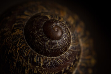 Garden snail (Helix aspersa) on wooden black background