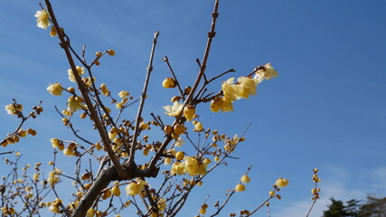 full flower blossom at chichibu, japan in winter season