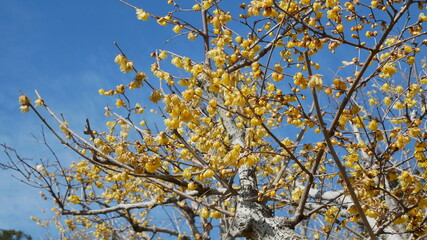 full flower blossom at chichibu, japan in winter season