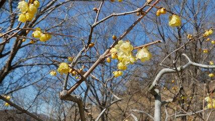 full flower blossom at chichibu, japan in winter season