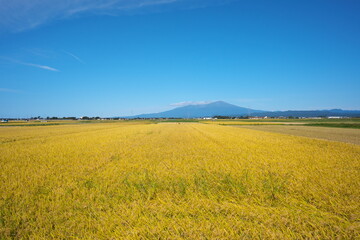Fototapeta premium Beautiful countryside of Japan on a sunny day