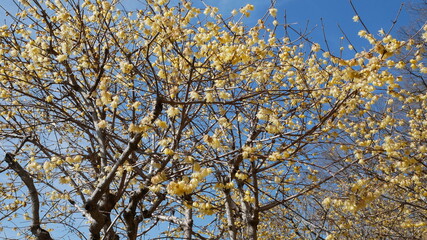 full flower blossom at chichibu, japan in winter season