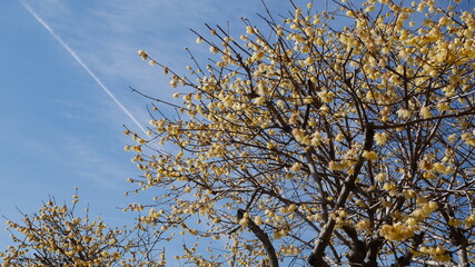 full flower blossom at chichibu, japan in winter season