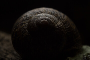 Garden snail (Helix aspersa) on wooden black background