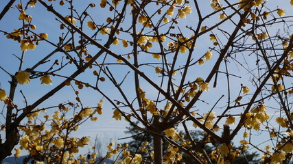 full flower blossom at chichibu, japan in winter season
