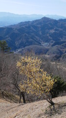 full flower blossom at chichibu, japan in winter season