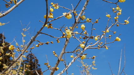 full flower blossom at chichibu, japan in winter season