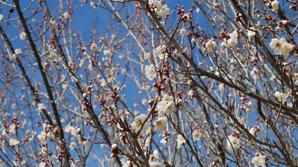 full flower blossom at chichibu, japan in winter season