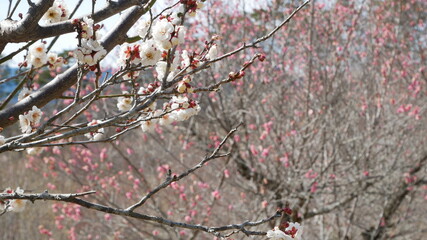 full flower blossom at chichibu, japan in winter season