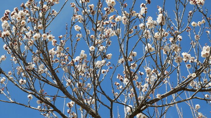 full flower blossom at chichibu, japan in winter season