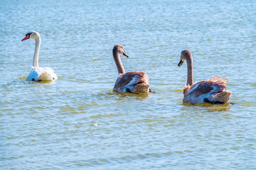 A white mute swan with orange and black beak and young brown coloured offspring with pink beak...