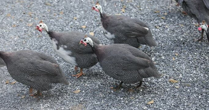 Farm animals. Helmeted guinea fowls feeding on seeds and grass and insects on the gravel road. Agriculture, farming and free range animal husbandry concept.