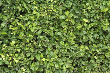 leaf texture of plant shrubs