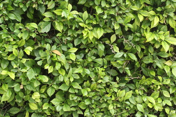 Fototapeta na wymiar leaf texture of plant shrubs