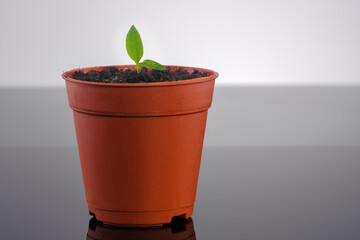 Beautiful green chili small tree.