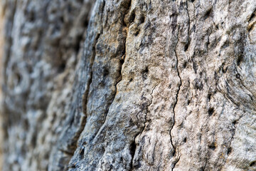 Closeup old dead tree wood background, nature texture background, outdoor day light, environmental concept