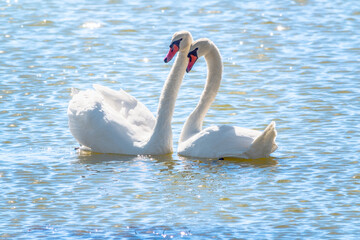 Naklejka premium Mating games of a pair of white swans. Swans swimming on the water in nature. Valentine's Day background