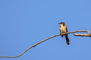Close-up Red-Whiskered Bulbul or Crested Bulbul was Perched on Branch Isolated on Blue Sky