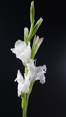  Beautiful White Flower tuberose isolated on dark   Background. Close up. Flower Photography
