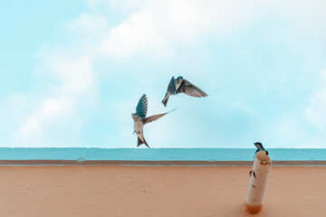 Pássaros Dançando
 - Powered by Adobe
