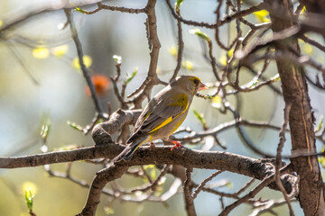 Green and yellow songbird, The European greenfinch sitting on a branch in spring.