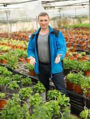 Confident experienced farmer working in greenhouse, engaged in cultivation of fragrant organic mint