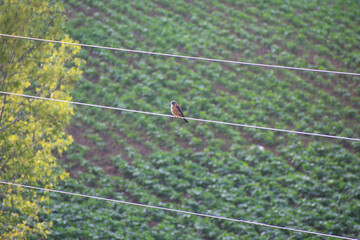 Halcón aplomado ó plomizo