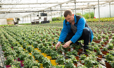 Successful skilled male farmer checking young seedlings of tomato plants in hothouse