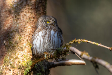Sperlingskauz (Glaucidium passerinum)