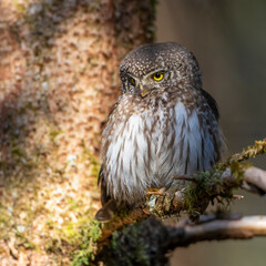 Sperlingskauz (Glaucidium passerinum)