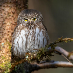 Sperlingskauz (Glaucidium passerinum)