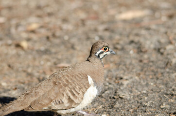 Squatter pigeon in Granite Gorge