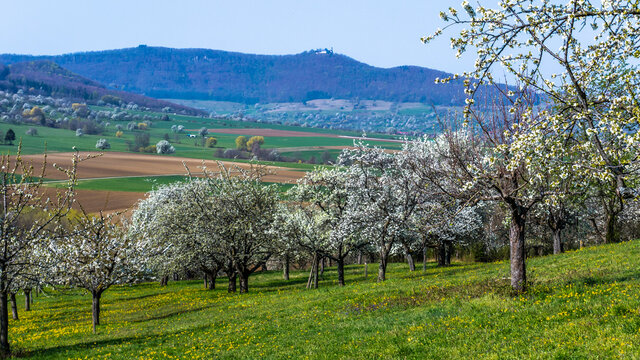 Streuobstwiesen mit Teck, Weilheim, Baden-W&uuml;rttemberg