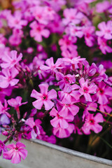pink flowers in a garden