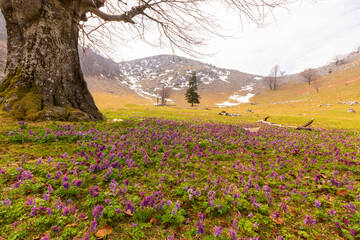 Landscape in the mountains in spring, with beautiful flower blooms and traces of snow