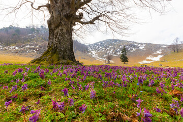 Landscape in the mountains in spring, with beautiful flower blooms and traces of snow
