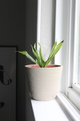 potted plant on window sill in bedroom of  house