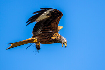 Rotmilan (Milvus milvus)