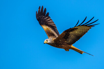 Rotmilan (Milvus milvus)