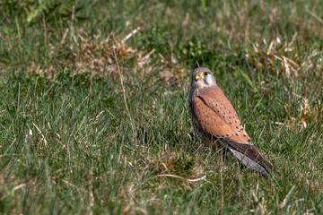 Turmfalke (Falco tinnunculus) Männchen