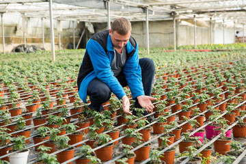 Successful skilled male farmer checking young seedlings of tomato plants in hothouse